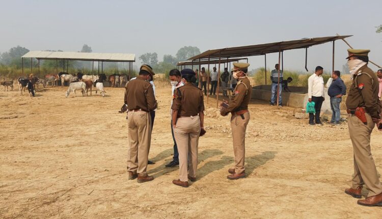 Cows killed near temporary animal shelter center