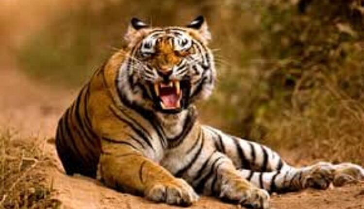 Second tiger seen in Deori after Chhindbara's Kauakheda
