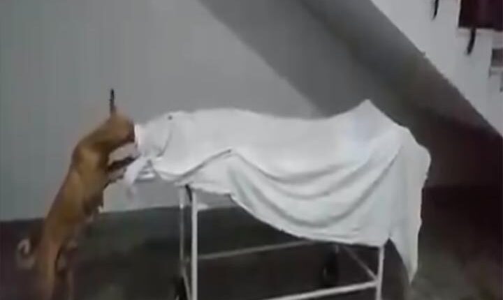 Uttar Pradesh: Video surfaced, stray dog ​​showing the dead body of a girl in Sambhal's hospital