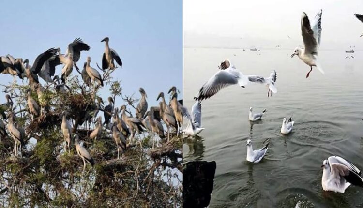 Vijay Sagar Birdbearer buzzed with foreign birds