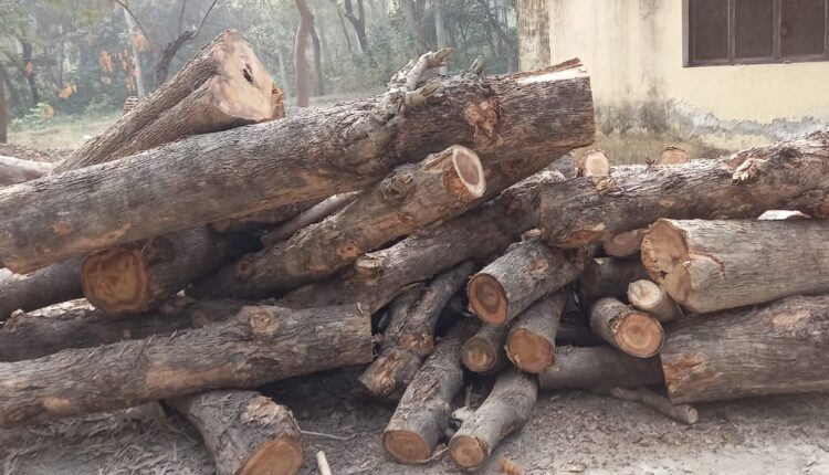 With the connivance of the beat charge, the contractors cut 24 trees of thorn teak, action not yet done