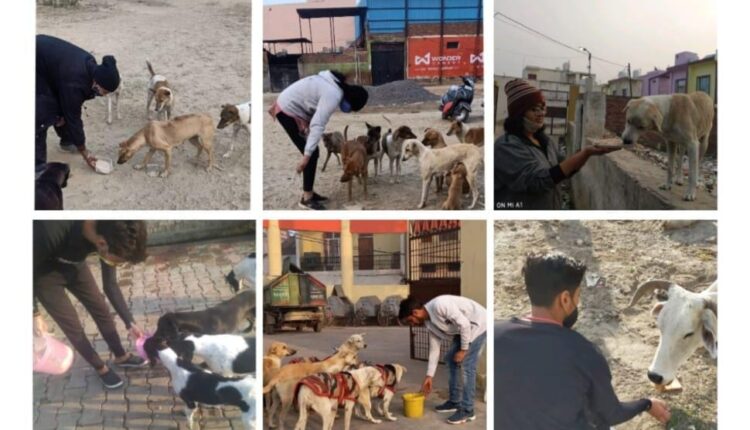Yash Mani Jain becomes animal messiah of animals wandering on the streets, takes care of the food of the animals