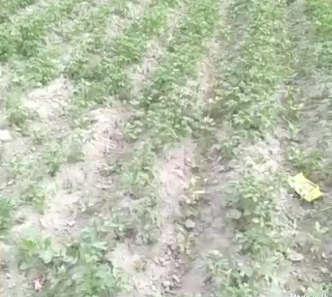 Clash between two sides to cut the weir