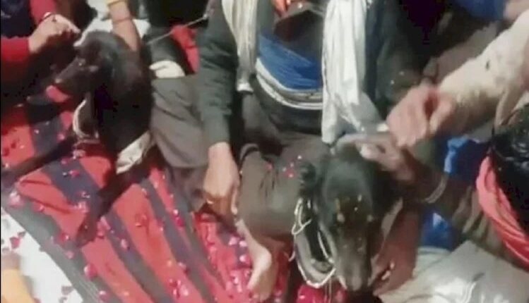 To make Indradev happy, dog and bitch got married by law, 800 people ate