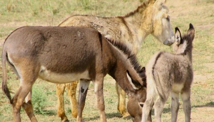 In Andhra Pradesh, the business of selling donkeys meat is going on loudly, meat is being sold for 600 rupees.