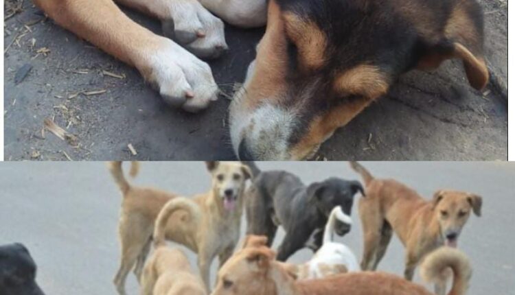 Careful! Sick dog threatens your life too