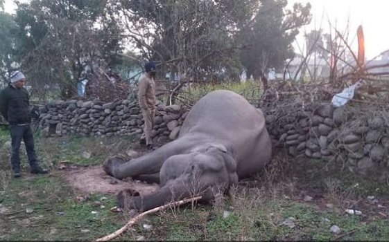 Three elephants killed within two months due to electric current, after all, who is responsible for the death of innocent people