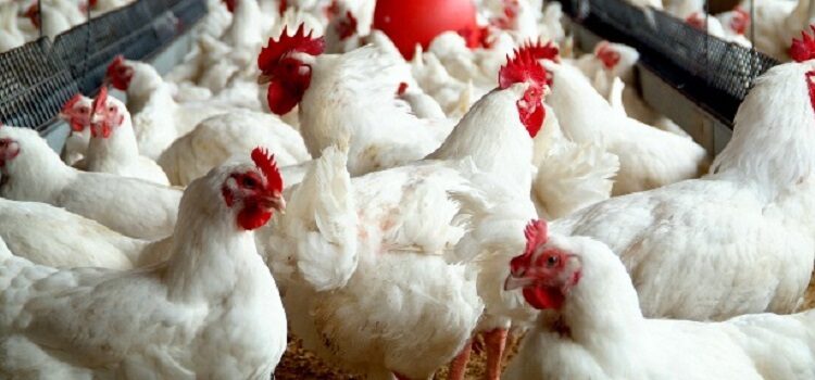 Madhya Pradesh: Bird flu havoc across country, administration orders not to keep birds at home