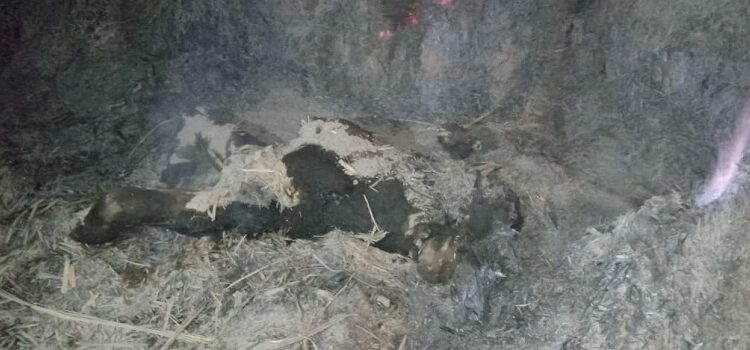 Dead body found under sugarcane leaves