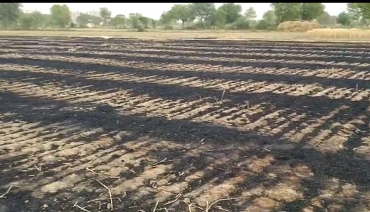 A sudden fire in the standing crop of jute-wheat, four bigha crop burnt to ashes in the fire