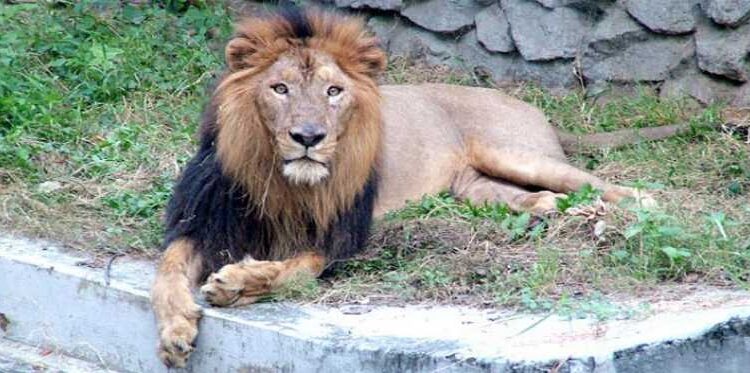Hyderabad: King of the jungle also became corona-infected, 8 lions were isolated