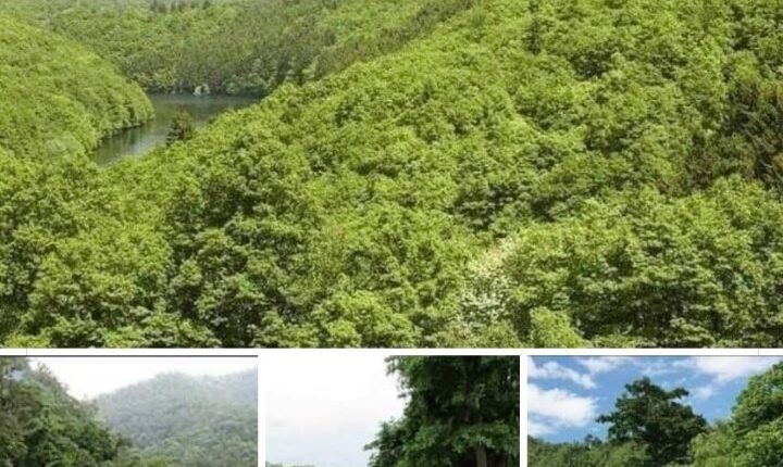 How will the environment be saved, the Madhya Pradesh government gave the right to cut 2.15 lakh wild trees to the diamond company