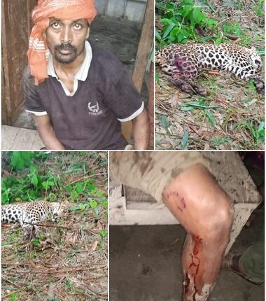 Tedua entered the village after wandering from the forest, injured three people