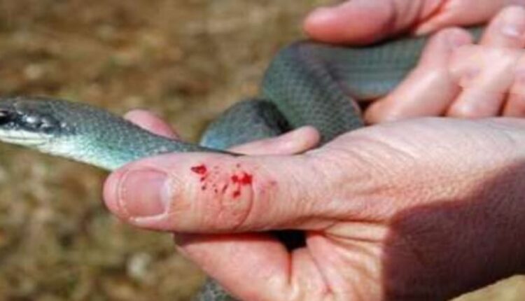 Death due to snake bite declared a disaster in UP, Yogi government will give 4 lakh help to the relatives of the deceased