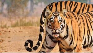Mala Range of Pilibhit Tiger Reserve: 33 people have become a morsel of a tiger in five years