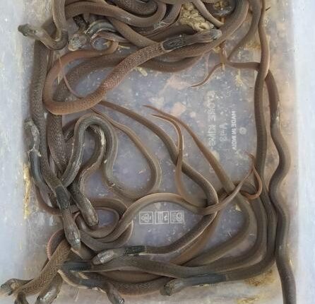 Katni: 18 children of snakes found in the village, stirred up, panic among villagers