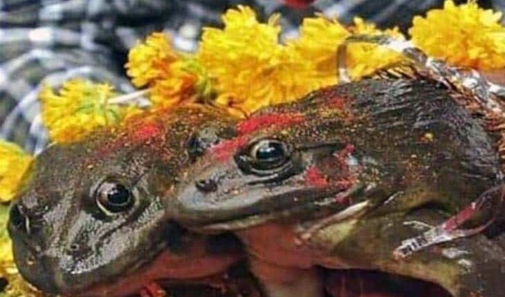 Frog's procession came out with pomp, frog and frog tied in the sacred bond of marriage, read the whole matter