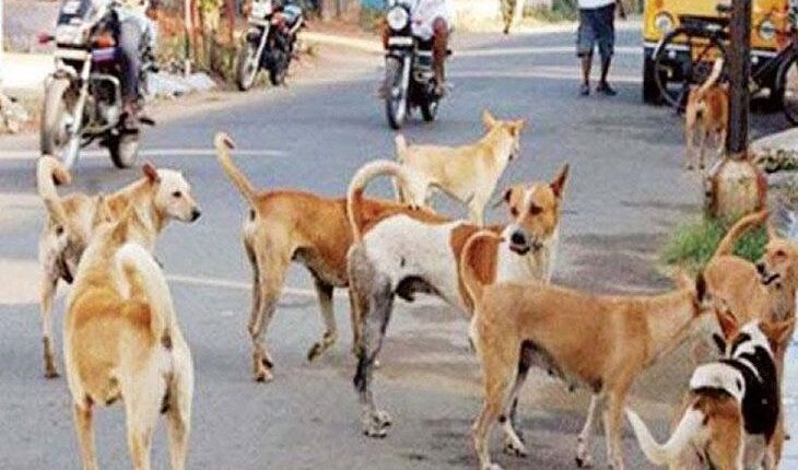 Traumatic incident, stray dogs broke on a child playing outside the house, death