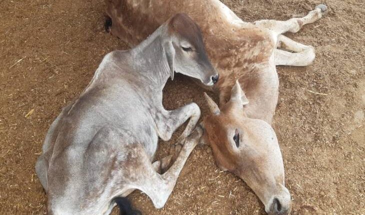 Uttar Pradesh: The condition of cowsheds is very bad, cattle are dying of hunger and thirst.