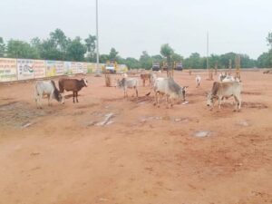 Uttar Pradesh: The condition of cowsheds is very bad, cattle are dying of hunger and thirst.