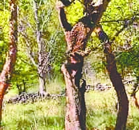 A tree that tickles like humans when touched, know its full features