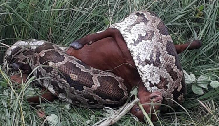 The python which came out on the river bank swallowed two goats