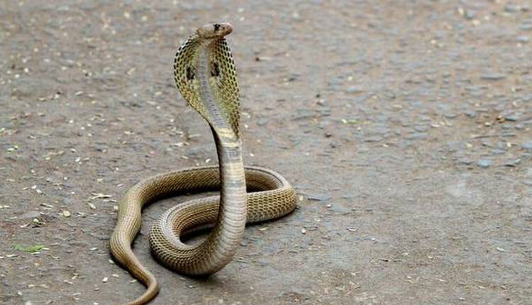 Poisonous snake bitten girls, condition critical, 4 days ago younger brother also died of snakebite