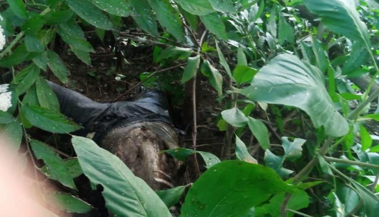 The body of the killer who was released on bail was found in the bush, the police engaged in the investigation