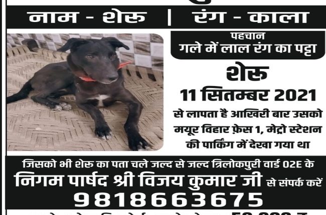 Aam Aadmi Party councilor looking for a pet dog, the one who finds it will get a reward of 50000