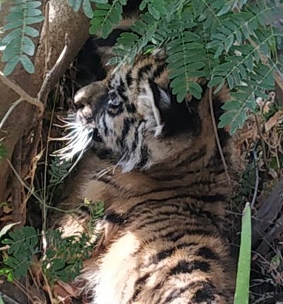 Two tiger cubs entered the village, the forest department team created a security cordon by putting up barricades