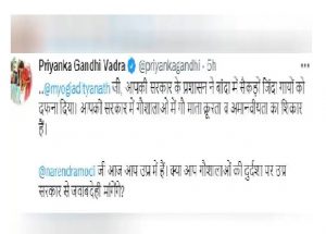 UP: Seeing the plight of cows in the state, Priyanka got angry, said- why is the PM not taking cognizance, why is he not the CM of UP