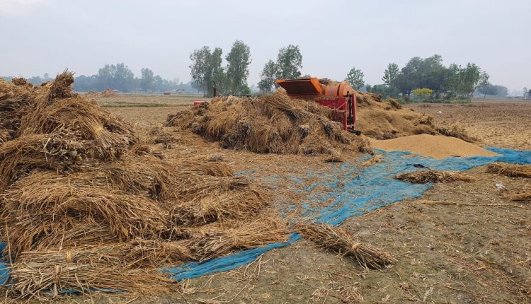Two farmers guarding the crop were shot dead