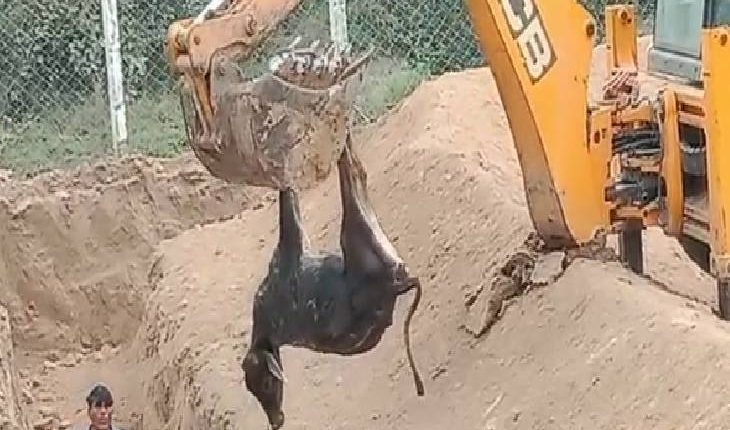 In all the Gaushalas of Hamirpur, the process of death of closed Anna animals continues.