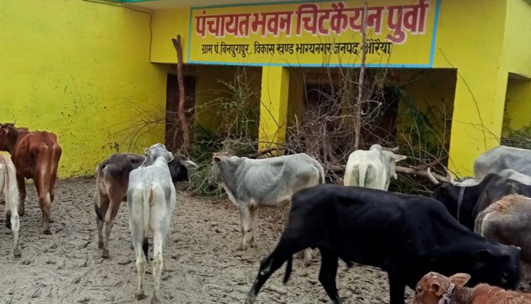 Stray animals destroying crops, angry villagers locked the cattle in the panchayat building