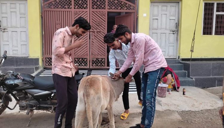 Gaurav Parihar is known as a true Gau Sevak, on getting information immediately reaches for treatment
