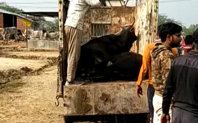 Big rigging is happening in Gaushala, village head is doing his arbitrariness