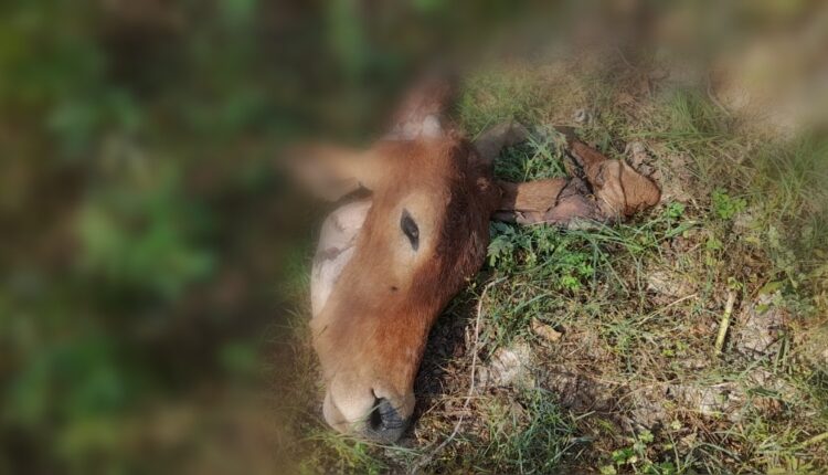 Cow remains found in cemetery