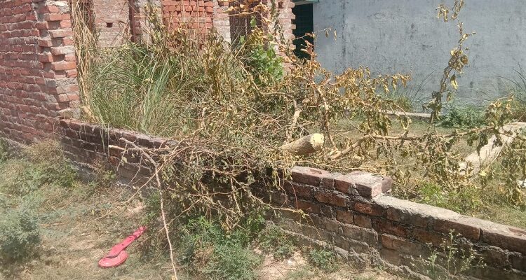 The headmaster, angry with the devotees breaking the bel leaves, got the tree standing in the campus cut down with a jigsaw.