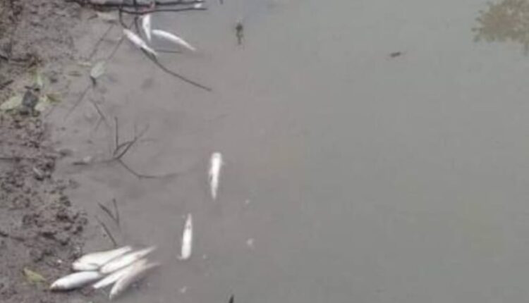 In Tamsa, fishes died due to contaminated water on the second day, the responsible officers are trying to avoid action on the sugar mill