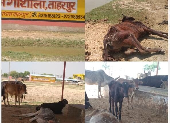 Atrocities on cows in Yogi government, three cows died in a day in Taharpur Gaushala of Tehsil Iglas
