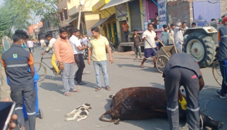 Cow dies after being hit by train