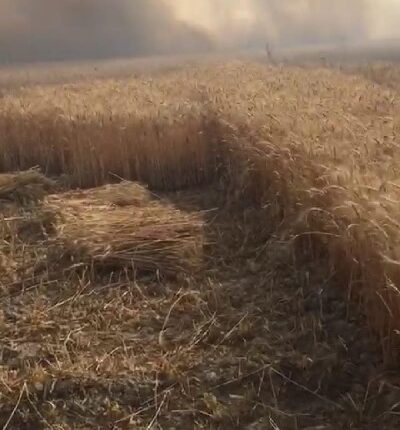 Hundreds of bighas of wheat crop burnt to ashes due to fire