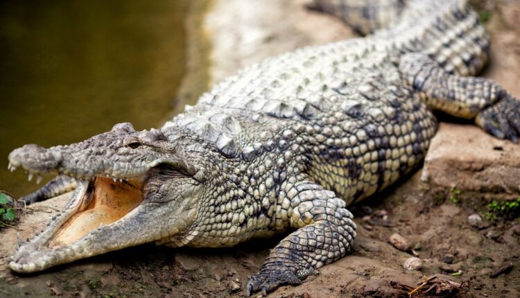 Crocodile bitten a 12-year-old boy who went to fill water in the river, died