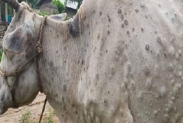 Lack of vaccination of Lumpy skin disease virus spread in cows
