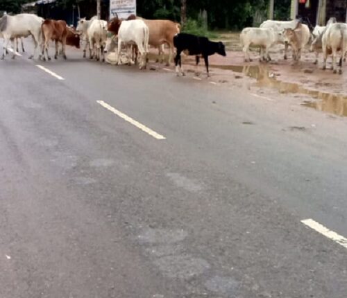 Stray animals roaming on the road after leaving the cowshed