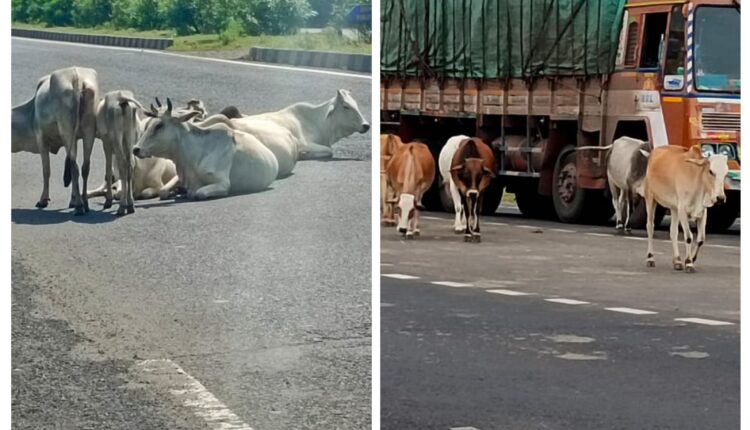 Serious accidents are happening on the highway due to stray cattle