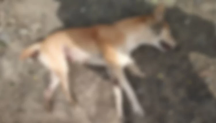 The young man shot dead when the dog barked