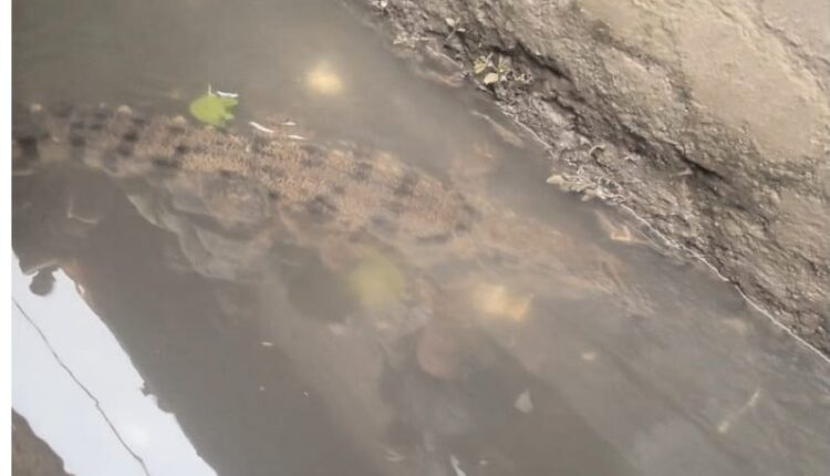 Crocodile entered the village, forest department team called