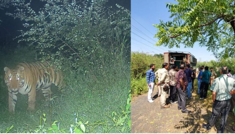 Tiger trapped in goat's fur...