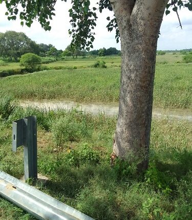 Heavy damage to Kharif crops due to last season's rains